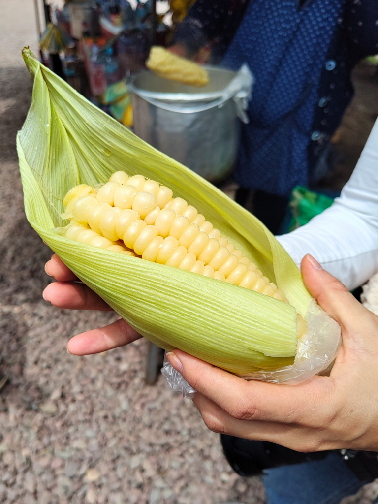 Duas mãos a segurar uma espiga de milho amarelo no mercado do Vale Sagrado dos Incas