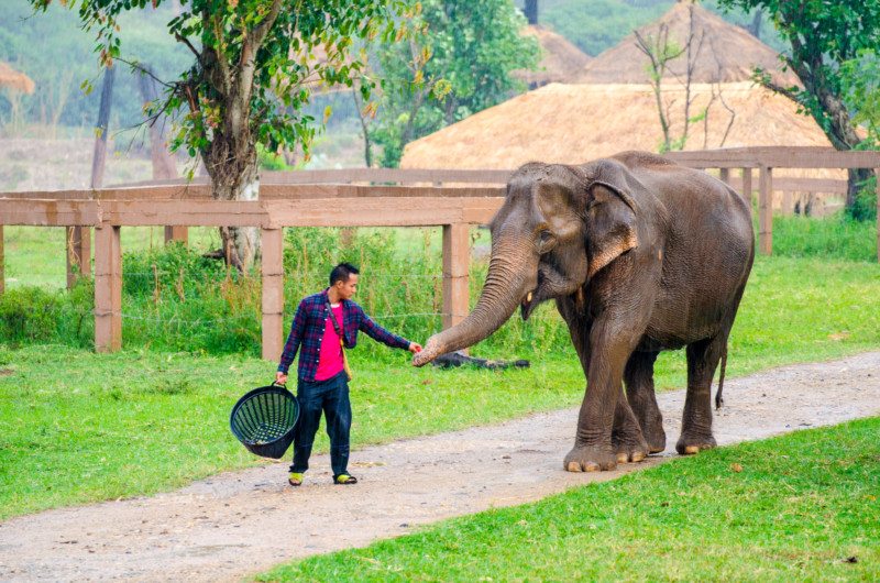 Uma pessoa alimenta um elefante segurando um cesto, num espaço relvado com árvores e vedações de madeira ao fundo.