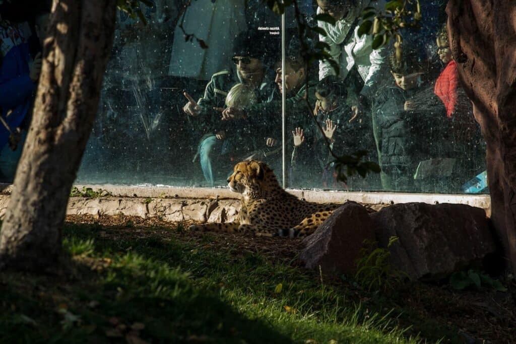 Leopardo adulto deitado na relva durante a noite, com vegetação e estrutura de vidro ao fundo