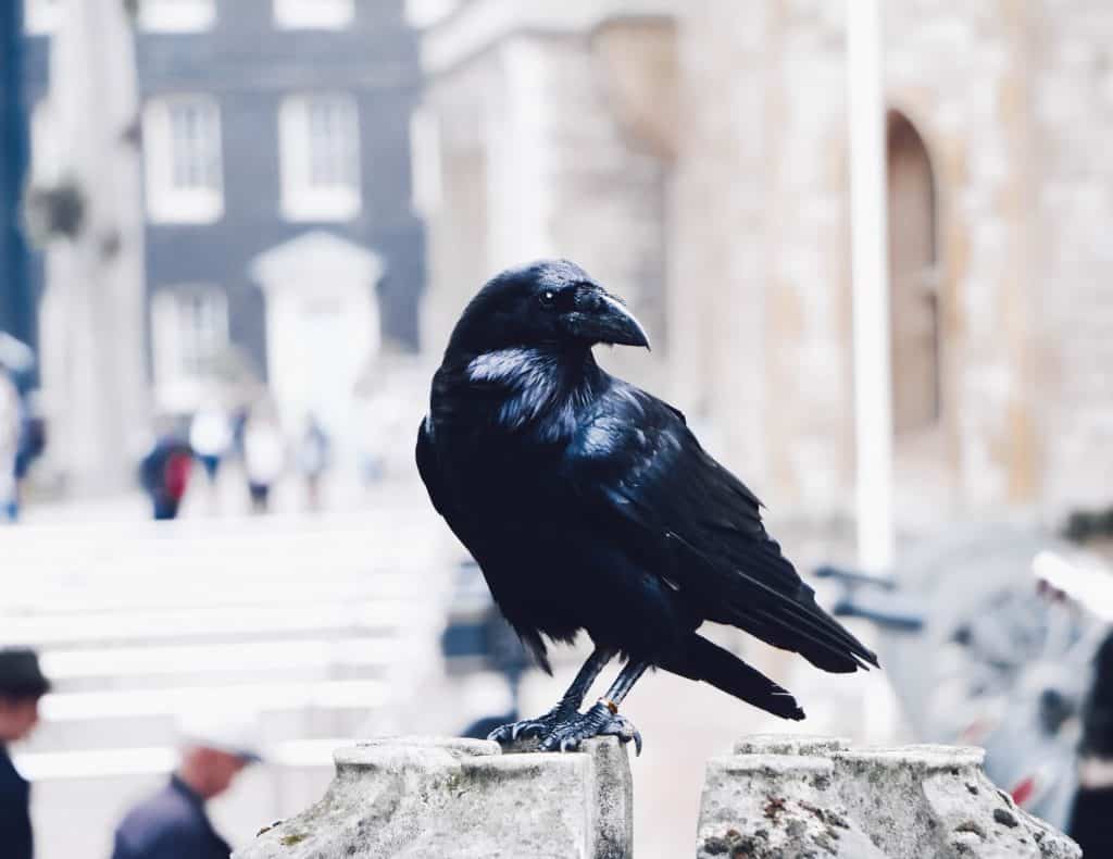 Corvo preto mantido na Torre de Londres