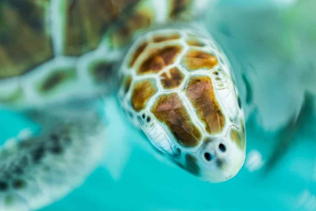 Tartarugas em Isla Mujeres