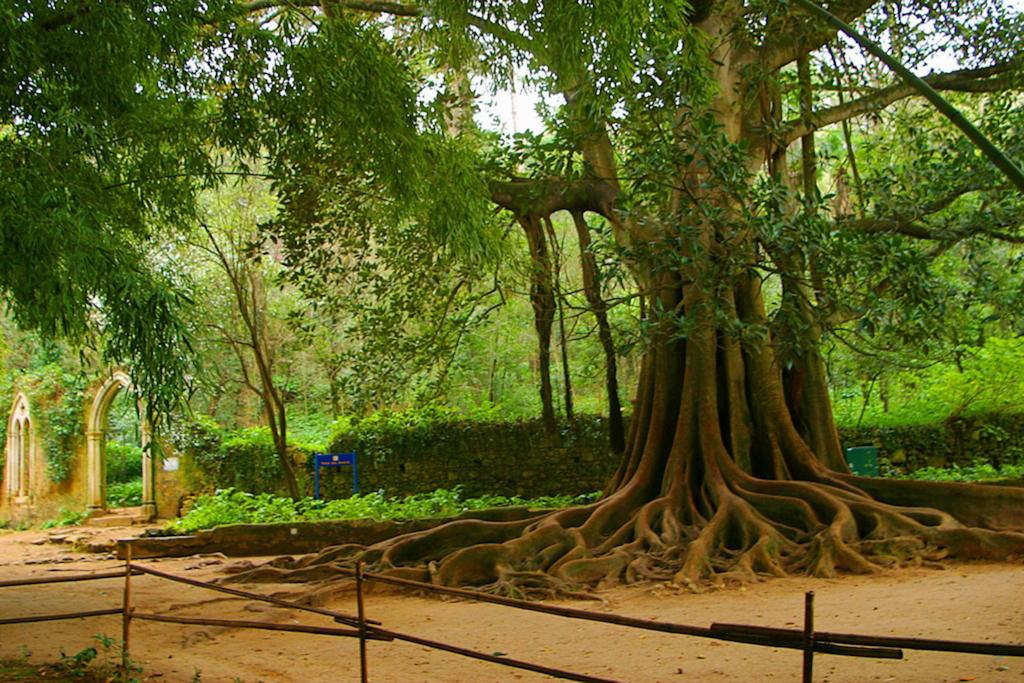 Árvore centenária na Quinta das Lágrimas