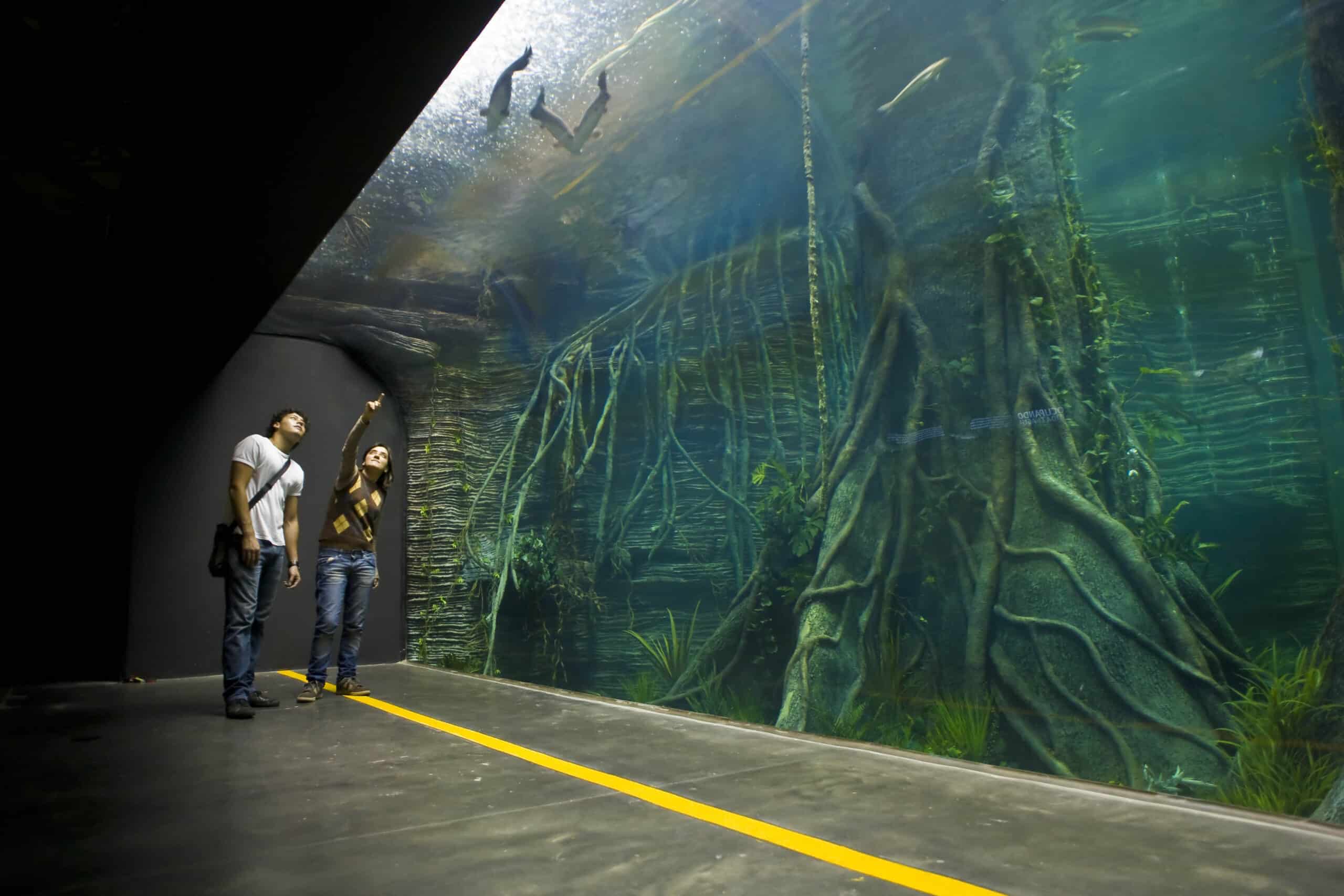 Duas pessoas junto a um grande aquário do Parque Explora, uma delas a apontar para os peixes a nadar junto às raízes de uma árvore submersa.