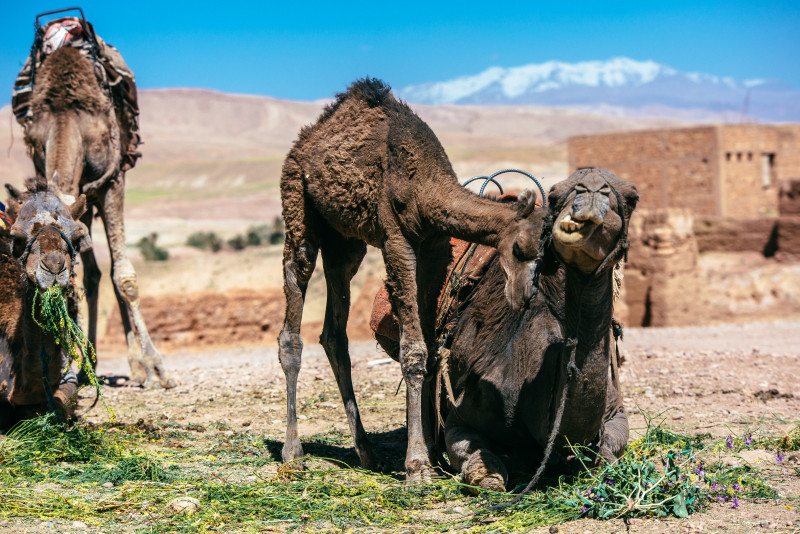 Camelos a descansar e a comer numa paisagem desértica de Marrocos, com montanhas ao fundo sob um céu azul claro.
