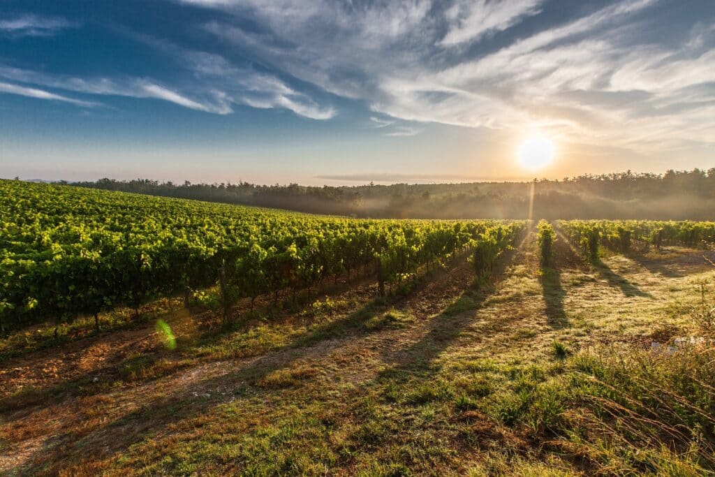 Vinhedo localizado na Toscana, com árvores verdes baixas enfileiradas num extenso relvado, e um pôr do sol alaranjado, no céu azul, a refletir-se na natureza